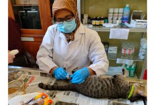 Pemprov Lampung Gelar Steril Kucing Domestik Gratis