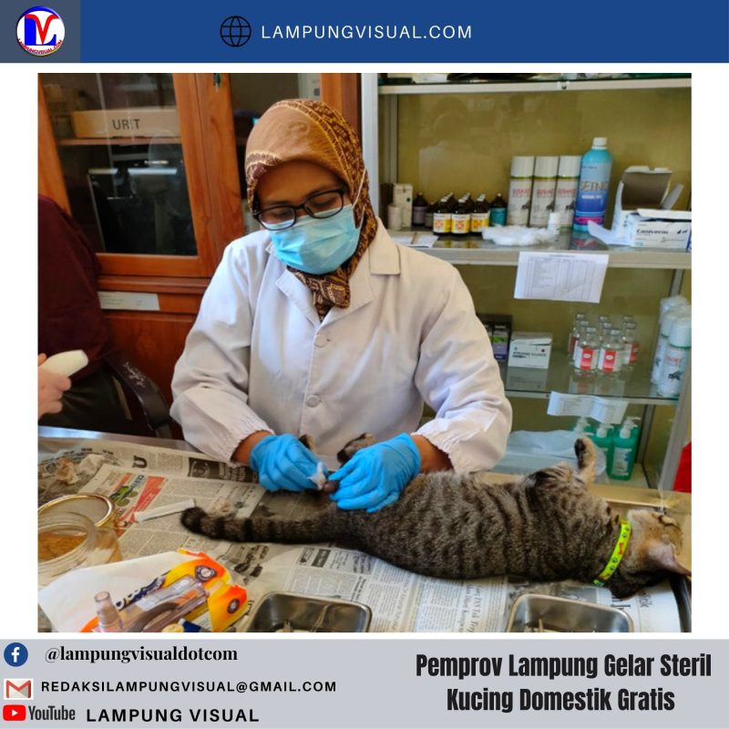 Pemprov Lampung Gelar Steril Kucing Domestik Gratis