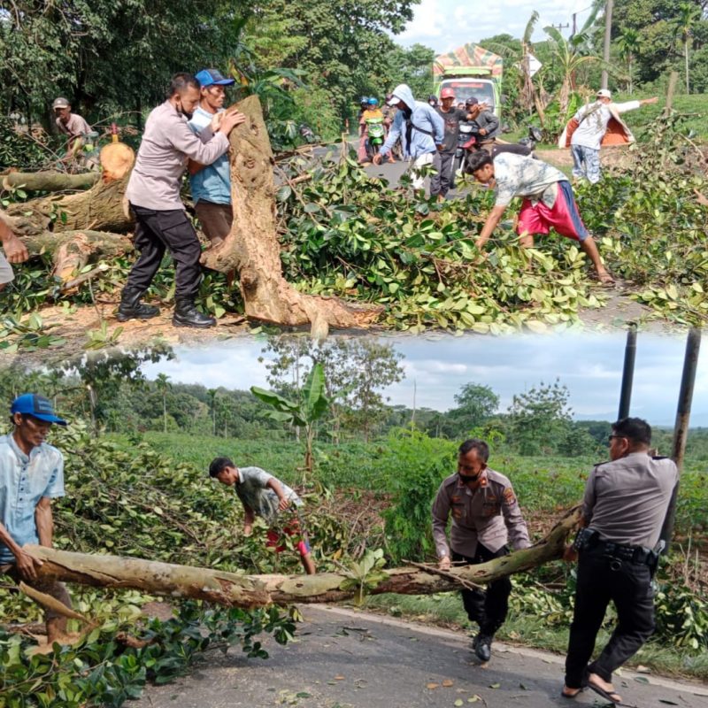 Polisi Bersama Warga Bersihkan Pohon Tumbang Di Jalinsum