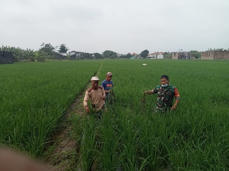 Tingkatkan Ketahanan Pangan, Babinsa Kodim Surakarta Terjun Langsung Kesawah Temui Petani