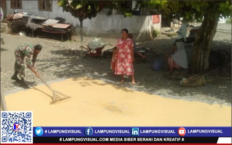 Menjaga Kualitas Hasil Panen, Babinsa Posramil 05/PC Bantu Petani Jemur Padi