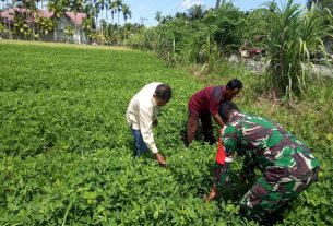 Program Hanpangan, Babinsa Posramil 05/PC Dampingi Petani Kacang Tanah Pantau Pertumbuhan