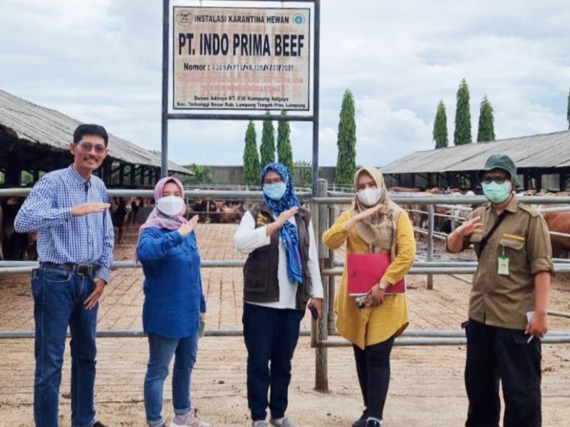 Jelang Idul Fitri 2022, Stok Ketersediaan Daging Sapi Aman