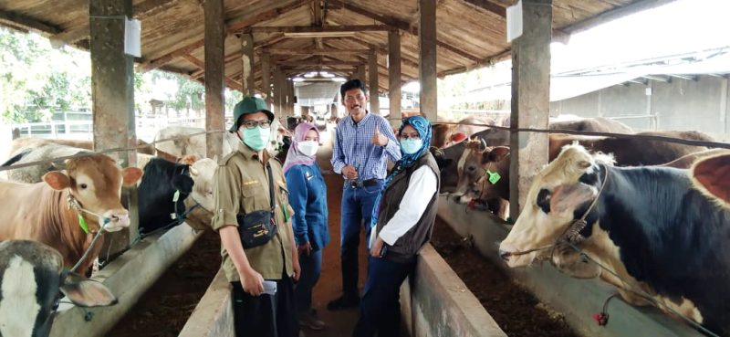 Jelang Idul Fitri 2022, Stok Ketersediaan Daging Sapi Aman