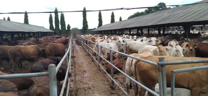 Jelang Idul Fitri 2022, Stok Ketersediaan Daging Sapi Aman