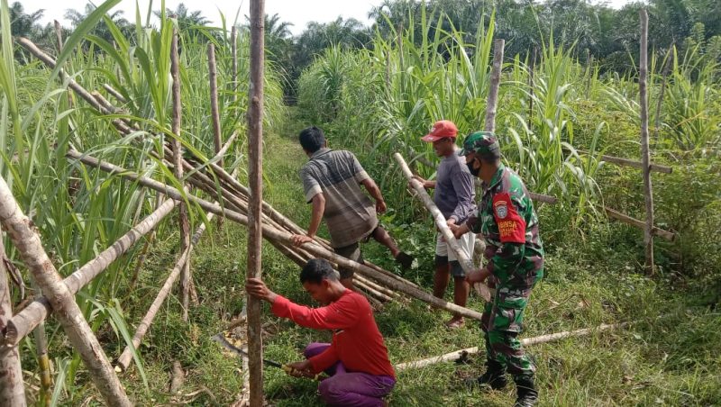 Babinsa Posramil 05/Pante Ceureumen Bantu Warga Membuat "Benteng" Perkebunan Tebu