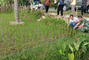 Dandim 0105/Abar Bersama Pembina RTA Dorong Petani Tanam 3 Kali Dalam Setahun