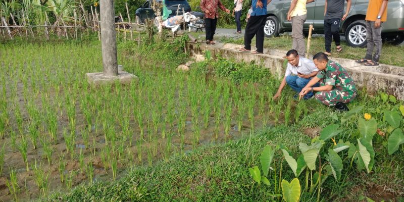 Dandim 0105/Abar Bersama Pembina RTA Dorong Petani Tanam 3 Kali Dalam Setahun