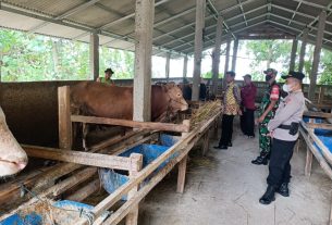 Kodim Sragen - Lima Ekor Sapi di Gilirejo Baru Terpapar Virus PMK