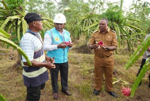 Perluas Electrifying Agriculture, PLN Dukung Pengembangan Agrowisata Petik Buah Naga di Manokwari