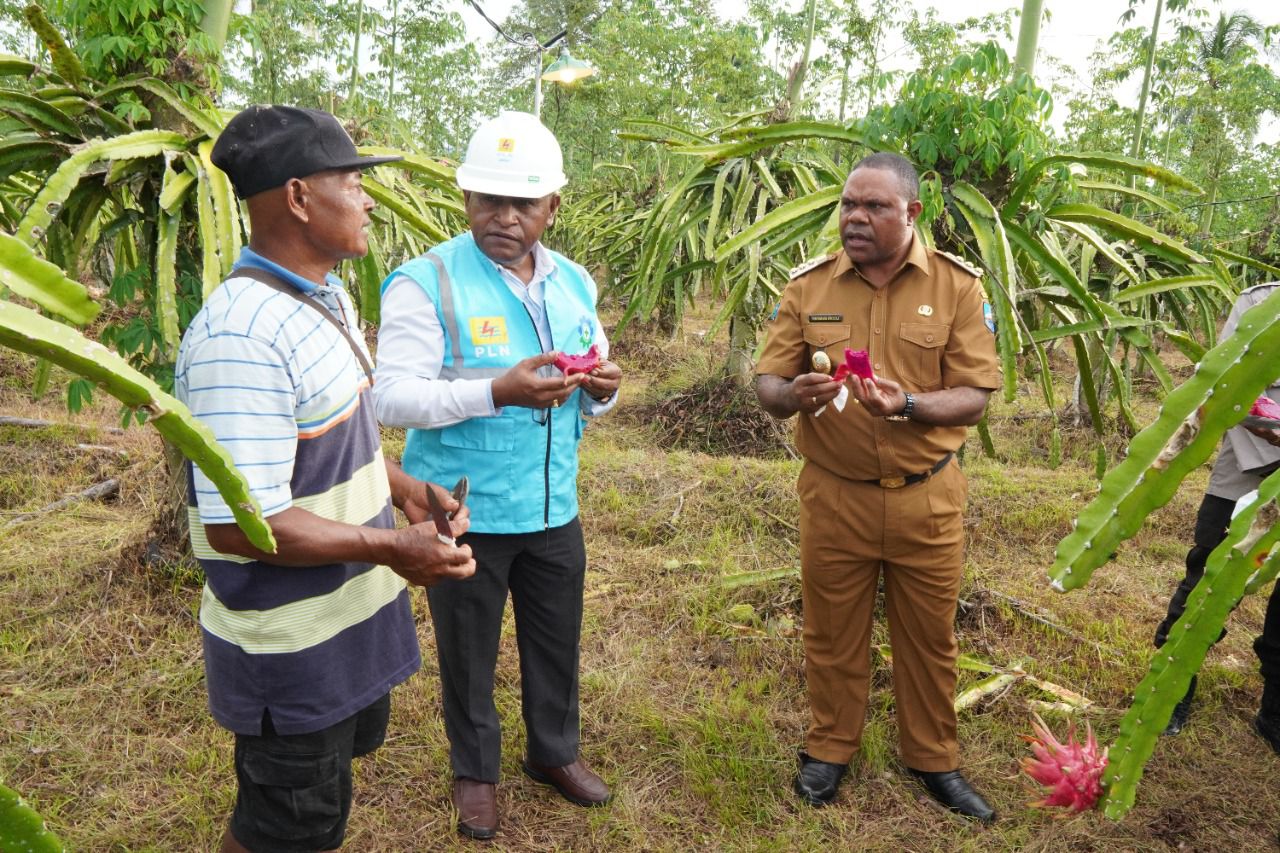 Perluas Electrifying Agriculture, PLN Dukung Pengembangan Agrowisata Petik Buah Naga di Manokwari
