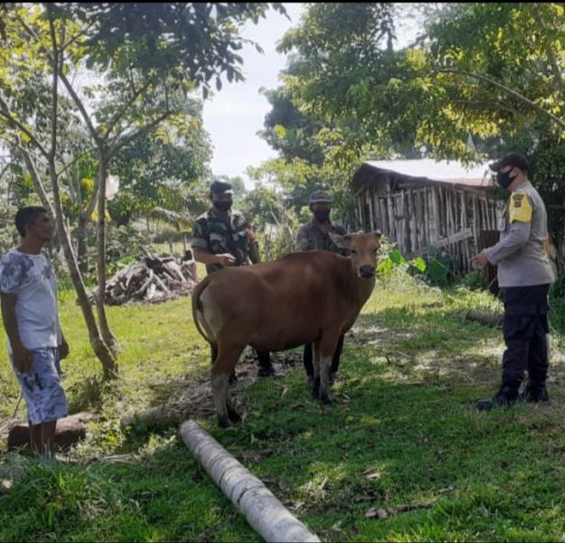 Ternak Diserang PMK, Danramil 07/Johan Pahlawan : Kenali Tanda - Tandanya