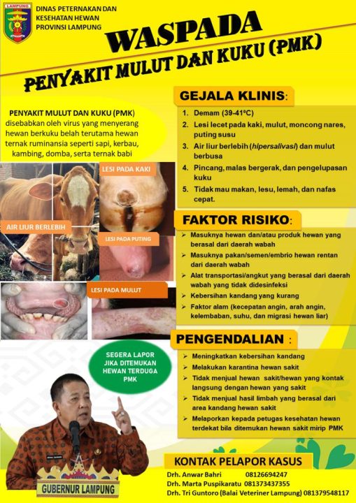 Pemprov Lampung Gerak Cepat Antisipasi Penularan Penyakit Mulut & Kuku Pada Ternak