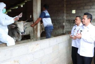 Ardian Saputra Pantau Vaksinasi PMK hewan ternak