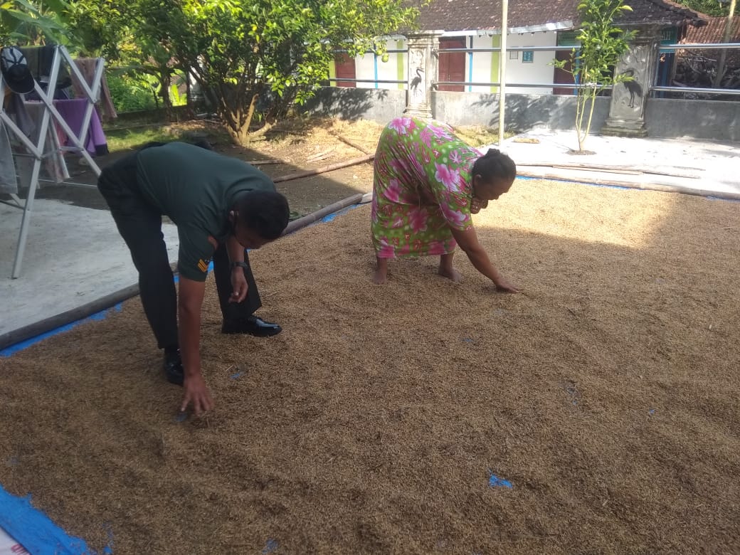 Babinsa Bantu Petani Jemur Padi Pasca Panen