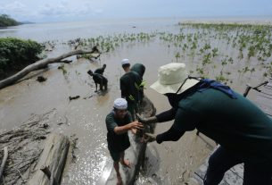 Cegah Abrasi Lindungi Lingkungan, PLN Tanam 10.000 Mangrove di Kalbar