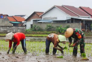 Dukung Program Ketahanan Pangan Babinsa Dan Warga Turun Ke Sawah Tanam Padi