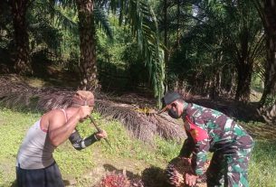 Sembari Bantu Panen Buah Kelapa Sawit, Babinsa Posramil 05/PC Ingatkan Tentang Keselamatan Kerja
