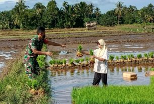 Sertu Dody Yulianda Bantu Petani Anggkut Benih Padi Siap Tanam