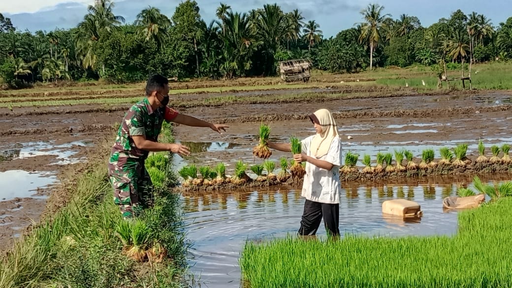 Sertu Dody Yulianda Bantu Petani Anggkut Benih Padi Siap Tanam