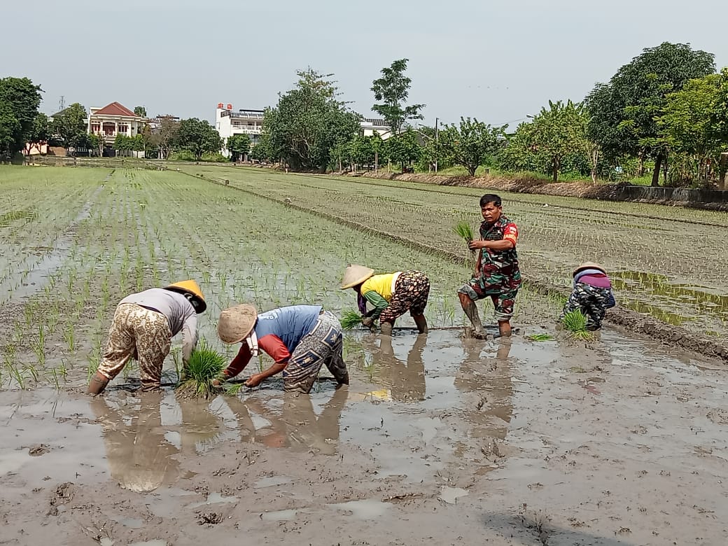 Tingkatkan Ketahanan Pangan, Babinsa Koramil 01/Laweyan Dampingi Petani Tanam Padi