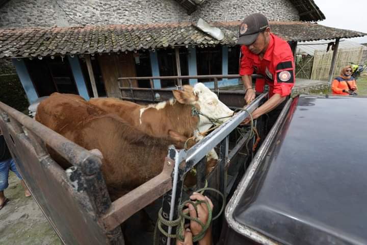 233.370 Kasus Aktif PMK di 246 Kabupaten/Kota per 1 Juli, BNPB: 169.782 Telah Divaksin