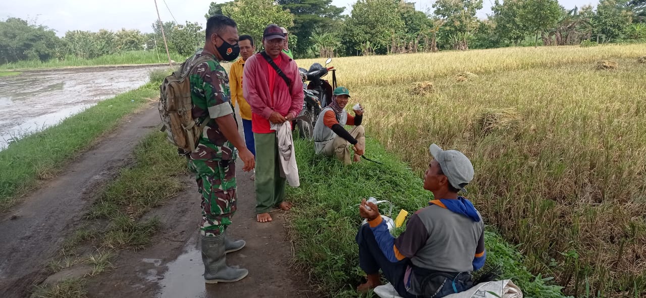 Babinsa Jenalas Motivasi Petani Lewat Komunikasi Sosial