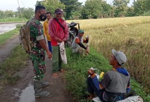 Babinsa Jenalas Motivasi Petani Lewat Komunikasi Sosial