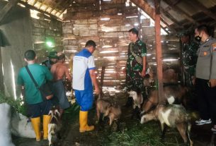 Babinsa Koramil Temayang Bojonegoro, laksanakan Pendampingan Vaksinasi Hewan Ternak