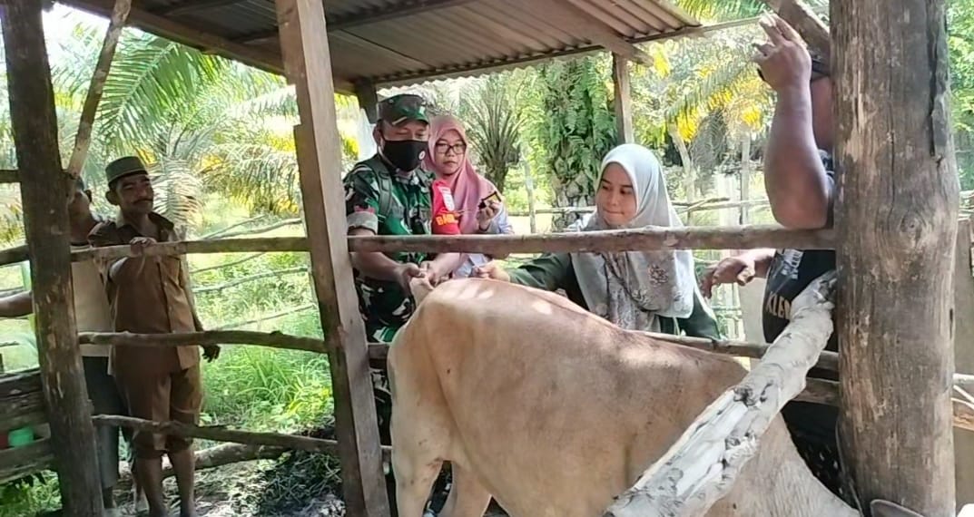 Cegah Mewabahnya PMK, Babinsa Koramil 04/Meurebo Bersama Tim Puskeswan Suntik Vaksinasi Puluhan Hewan Ternak