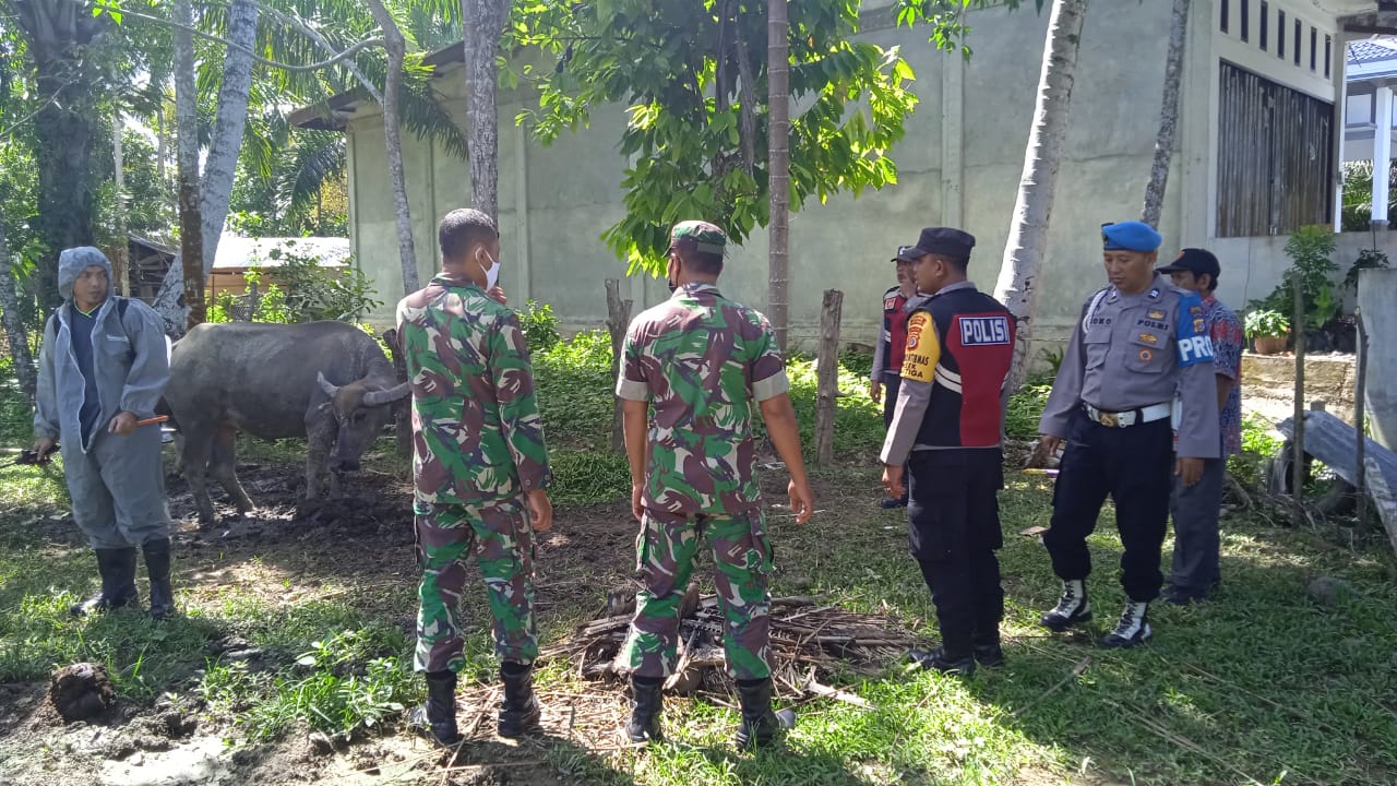 Edukasi Tradisional Ala Sertu Juliono Selamatkan Hewan Ternak Dari Virus PMK