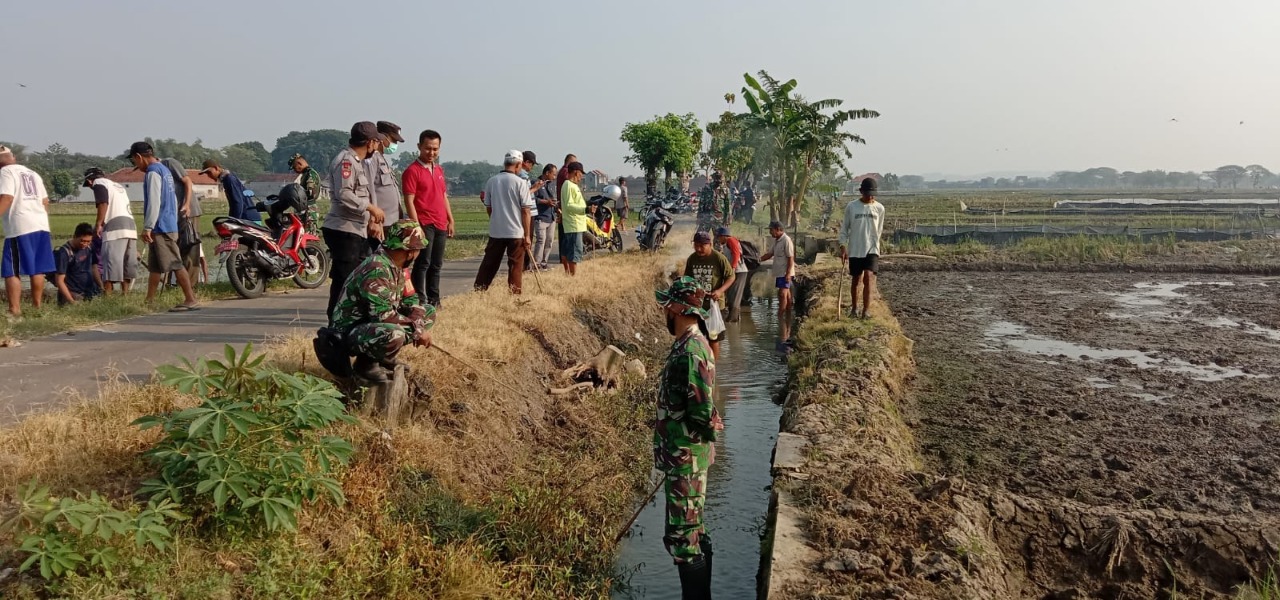 Gropyokan Tikus Gencar Dilakukan di Desa Tangkil, Bagaimana Caranya?