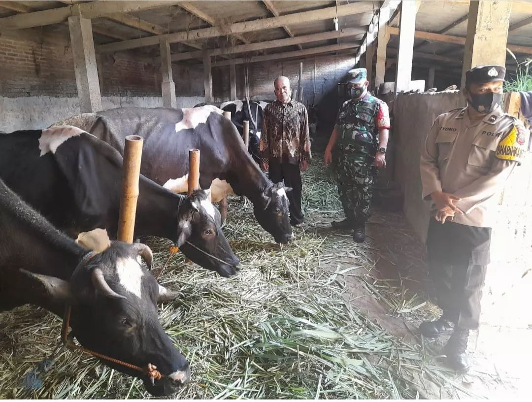 Jelang Idul Adha, Babinsa Dan Babinkamtibmas Cek Kesehatan Hewan Qurban