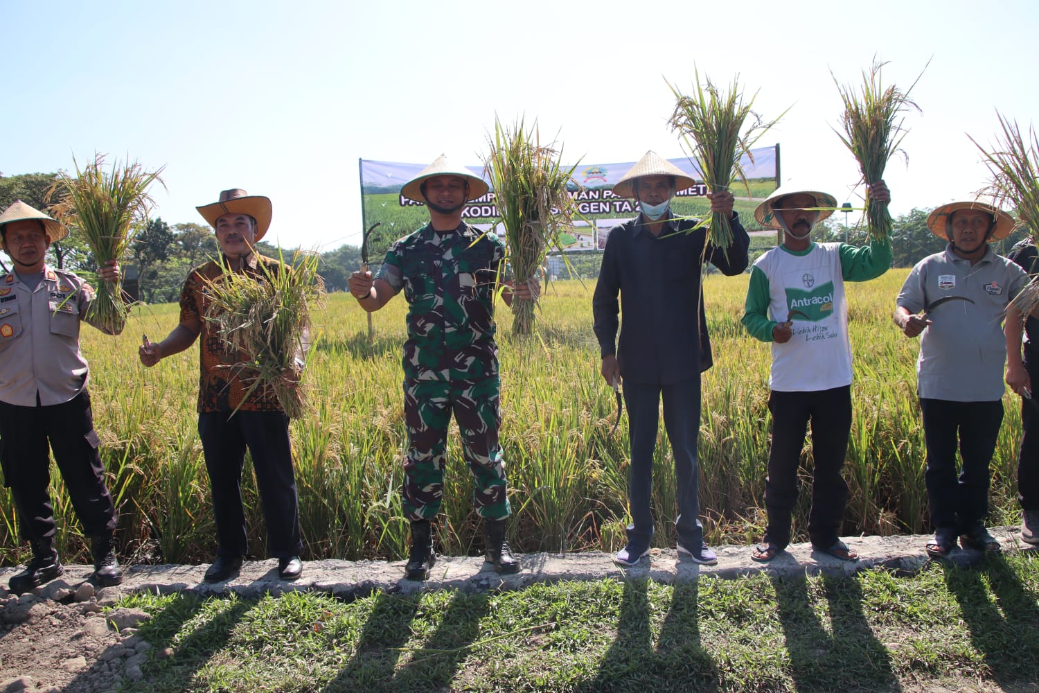 Horee..Kodim 0725 Sragen Panen padi