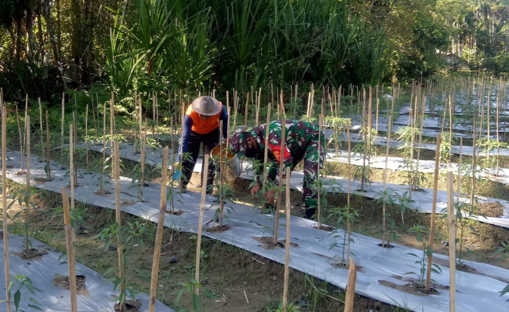 Kuatkan Ketahanan Pangan, Babinsa Posramil 05/PC Dampingi Petani Budidaya Cabe Keriting