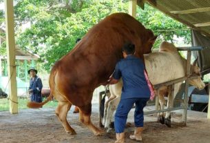 Lampung Siap Pasarkan Benih Sapi Berkualitas