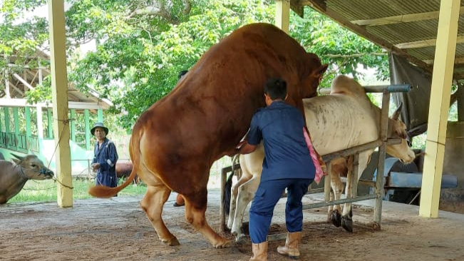 Lampung Siap Pasarkan Benih Sapi Berkualitas