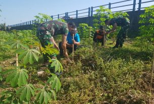 Lestarikan Alam, Koramil 04/Jebres Bersama Warga Tanam Pohon Eucalyptus