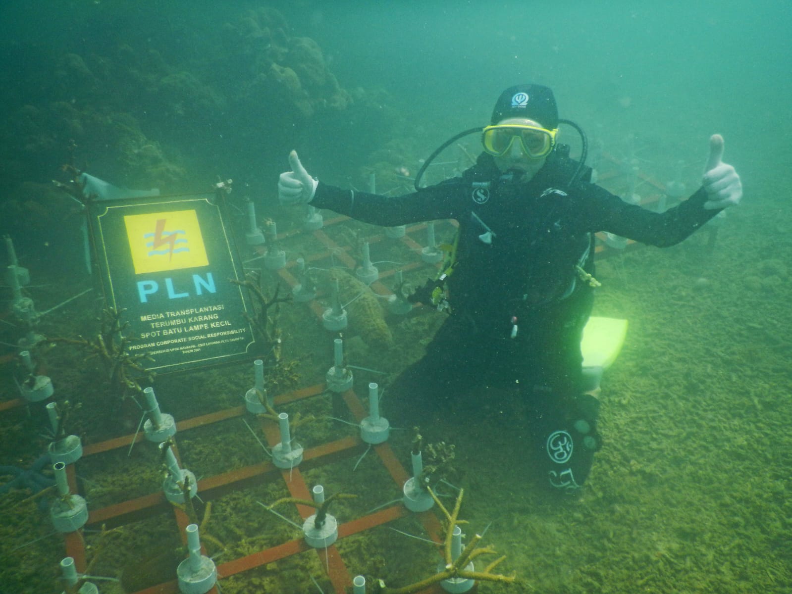 Lestarikan Alam untuk Kehidupan Lebih Baik, PLN Selamatkan Ekosistem Bawah Laut di 17 Provinsi