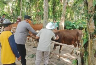 Polsek Penawartama Dampingi Langsung Vaksinasi PMK di Dua Kampung