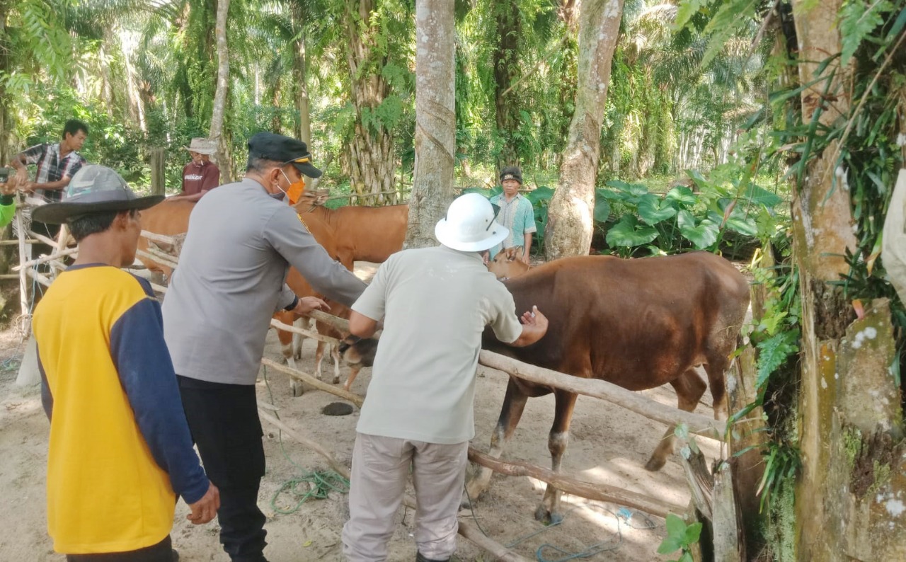 Polsek Penawartama Dampingi Langsung Vaksinasi PMK di Dua Kampung