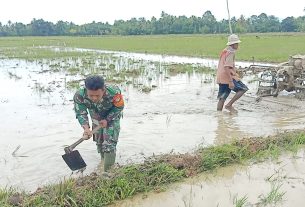 Sukseskan Program Pemerintah, Babinsa Koramil 07/JP Turun Ke Tengah Sawah