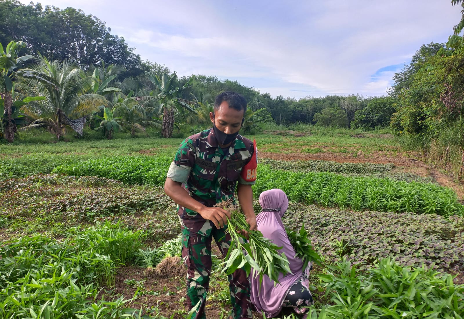 Tanpa Pamrih, Serda Agus Susanto Bantu Petani Panen Komoditi Sayur Mayur