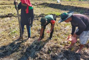 Tingkatkan Ketahanan Pangan, Babinsa Bersama Petani Tanam Jagung