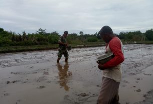 Wadansatgas P3 Kodim 0105/Abar Selektif Dalam Tabur Benih Padi Agar Bermutu Fisiologis