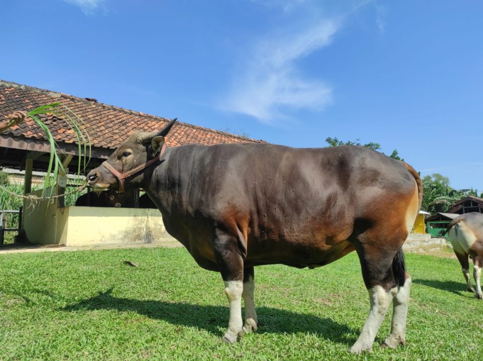 Lampung Siap Pasarkan Benih Sapi Berkualitas