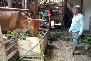 Cegah PMK, Babinsa Dampingi Tim Vaksinasi Ternak Sapi Diwilayah Kecamatan Mondokan