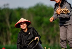 Di Tulang Bawang, Puan Ikut Tanam Singkong Bareng Petani