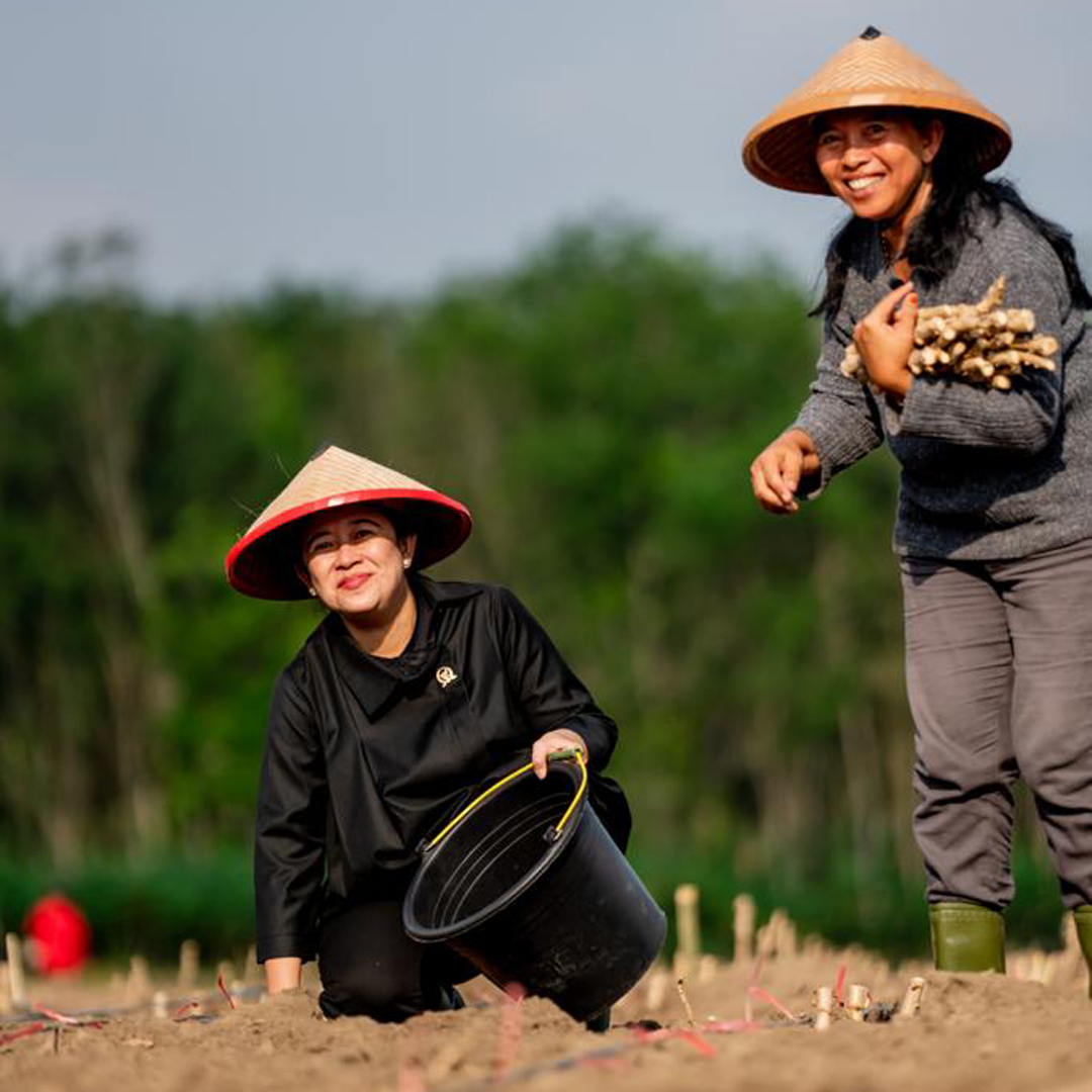 Di Tulang Bawang, Puan Ikut Tanam Singkong Bareng Petani