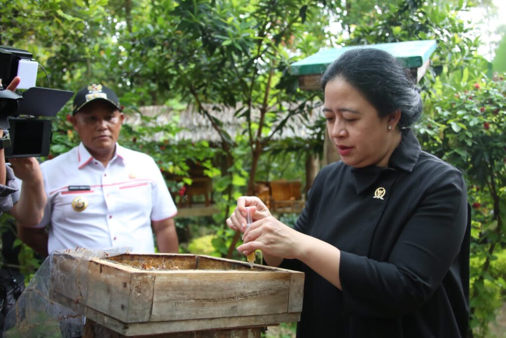 Ketua DPR RI Puan Maharani Tanam Pohon Alpukat Hingga Panen Madu Lebah Trigona Sp